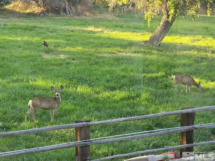 1677 Rio Vista, Fallon, Nevada 89406, 5 Bedrooms Bedrooms, ,3 BathroomsBathrooms,Residential,Residential,Rio Vista,240010763