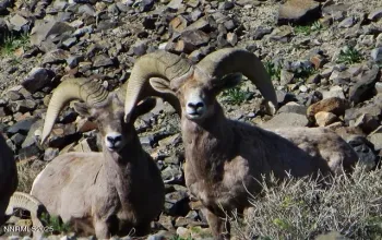 00 Lakeshore, Walker Lake, Nevada 89415, ,Land,Residential,Lakeshore,250053978