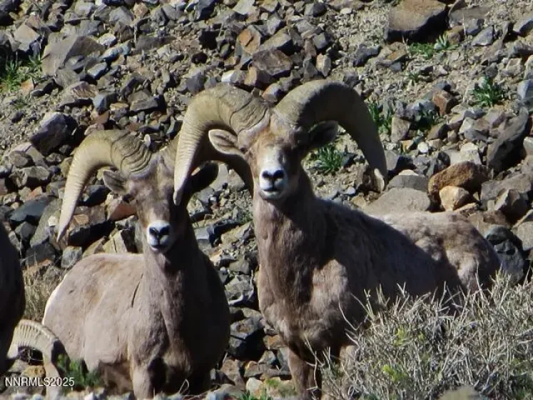 00 Lakeshore, Walker Lake, Nevada 89415, ,Land,Residential,Lakeshore,250053978