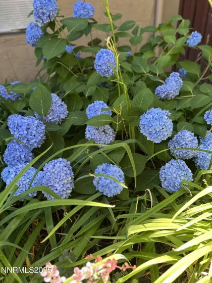 1000 Beck, Reno, Nevada 89509, 2 Bedrooms Bedrooms, ,2 BathroomsBathrooms,Residential,Residential,Beck,250052891