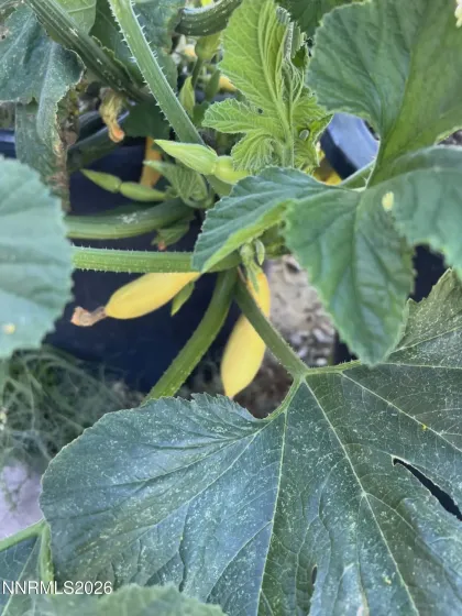 1197 Skyridge, Fallon, Nevada 89406, 3 Bedrooms Bedrooms, ,3 BathroomsBathrooms,Residential,Residential,Skyridge,260003195