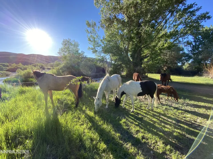 156 Walker, Yerington, Nevada 89447, 4 Bedrooms Bedrooms, ,5 BathroomsBathrooms,Residential,Residential,Walker,260003339