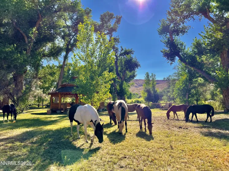156 Walker, Yerington, Nevada 89447, 4 Bedrooms Bedrooms, ,5 BathroomsBathrooms,Residential,Residential,Walker,260003339