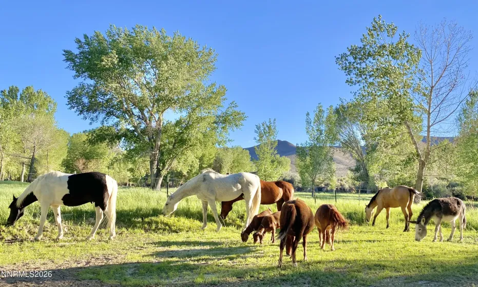 156 Walker, Yerington, Nevada 89447, 4 Bedrooms Bedrooms, ,5 BathroomsBathrooms,Residential,Residential,Walker,260003339