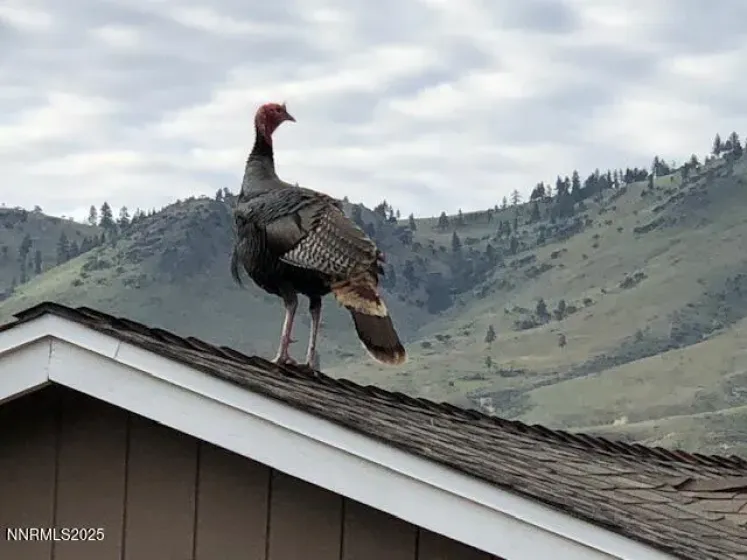 Rooftop visitor