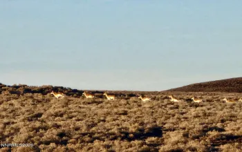 0 Bird Ranch, Crescent Valley, Nevada 89821, ,Land,Residential,Bird Ranch,260003841