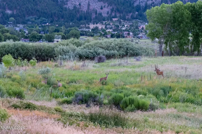 380 Genoa, Minden, Nevada 89423, 6 Bedrooms Bedrooms, ,6 BathroomsBathrooms,Residential,Residential,Genoa,260004134