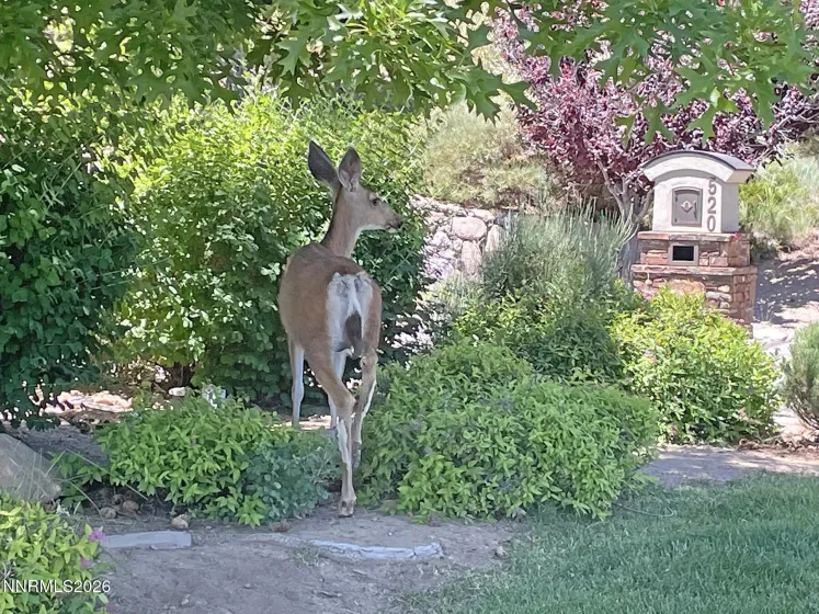 201 Argyle, Reno, Nevada 89511, 4 Bedrooms Bedrooms, ,5 BathroomsBathrooms,Residential,Residential,Argyle,260004467