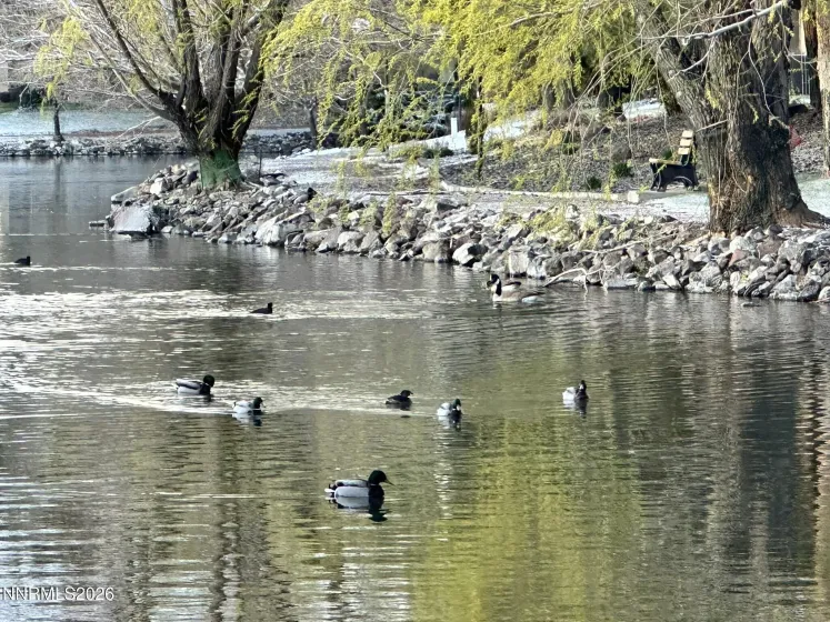 4557 Reggie, Reno, Nevada 89502, 2 Bedrooms Bedrooms, ,2 BathroomsBathrooms,Residential,Residential,Reggie,260004880