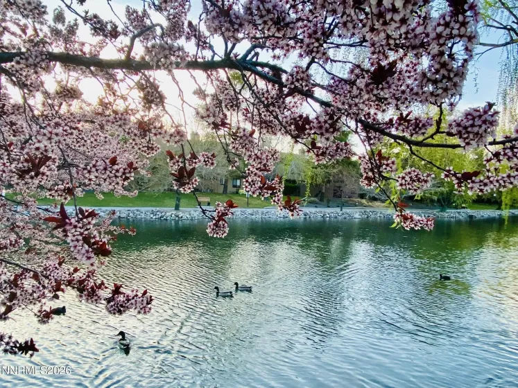 4557 Reggie, Reno, Nevada 89502, 2 Bedrooms Bedrooms, ,2 BathroomsBathrooms,Residential,Residential,Reggie,260004880