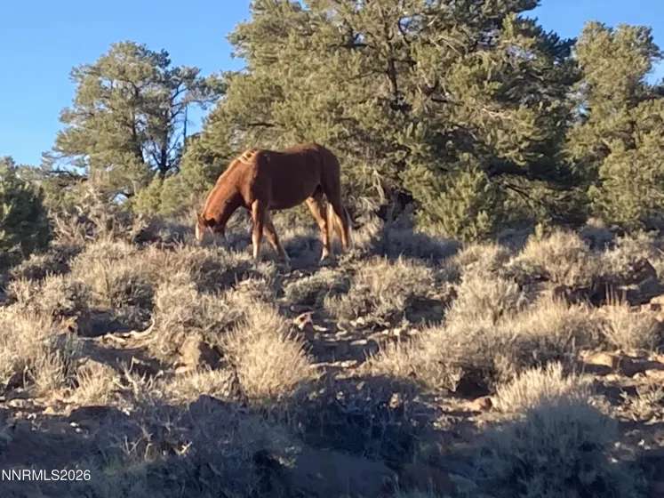 1330 Yellow Jacket, Reno, Nevada 89521, ,Land,Residential,Yellow Jacket,260005185