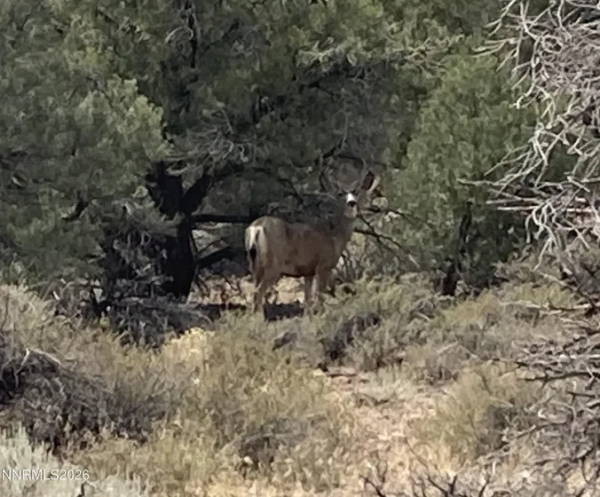 1330 Yellow Jacket, Reno, Nevada 89521, ,Land,Residential,Yellow Jacket,260005185
