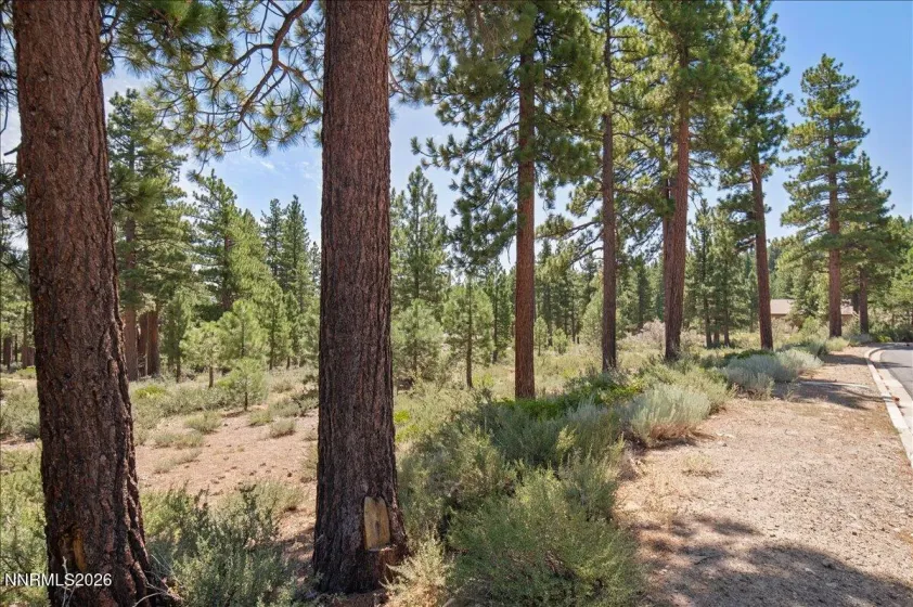 279 Jeffrey Pine, Reno, Nevada 89511, ,Land,Residential,Jeffrey Pine,260005201