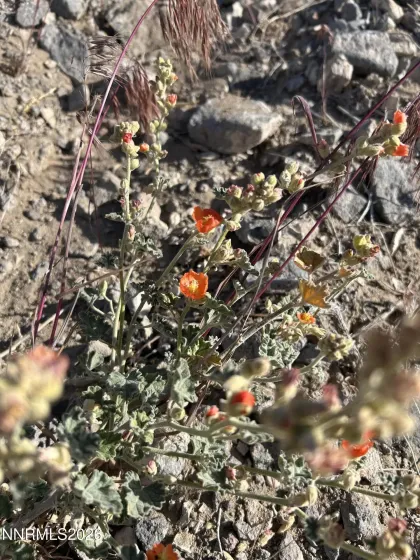 015-591-08 Holly, Silver Springs, Nevada 89429, ,Land,Residential,Holly,260005257