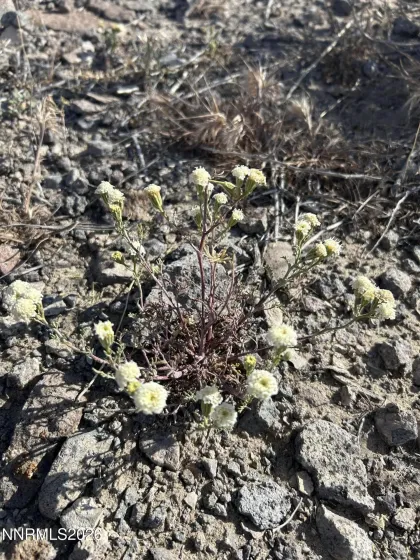 015-591-08 Holly, Silver Springs, Nevada 89429, ,Land,Residential,Holly,260005257