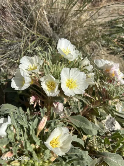 015-591-08 Holly, Silver Springs, Nevada 89429, ,Land,Residential,Holly,260005257