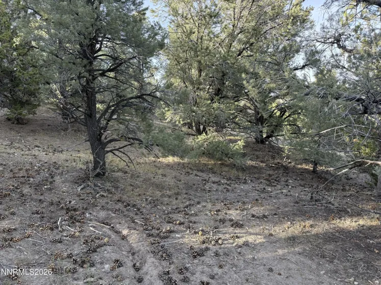 21695 Dortort, Reno, Nevada 89521, ,Land,Residential,Dortort,0,260005620