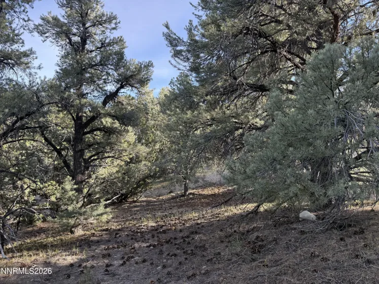 21695 Dortort, Reno, Nevada 89521, ,Land,Residential,Dortort,0,260005620