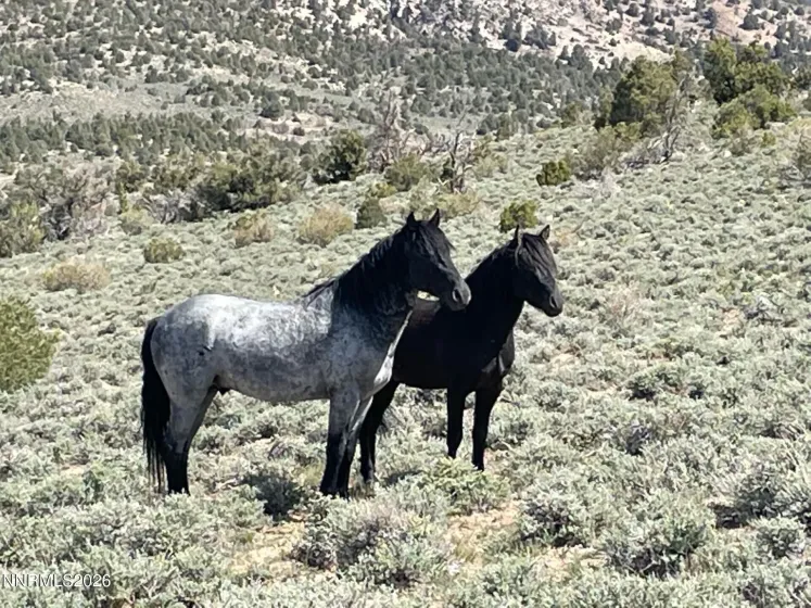 TBD P14, Minden, Nevada 89423, ,Land,Residential,P14,0,260007760