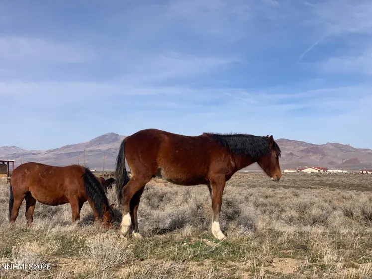 19 Wells Fargo, Dayton, Nevada 89403, ,Land,Residential,Wells Fargo,0,260008146