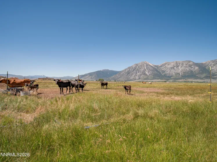 1225 Highway 88, Gardnerville, Nevada 89460, ,Land,Residential,Highway 88,0,260008175