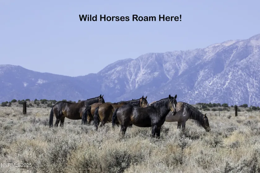 Wild Horses roam in the area and drink from the creek.