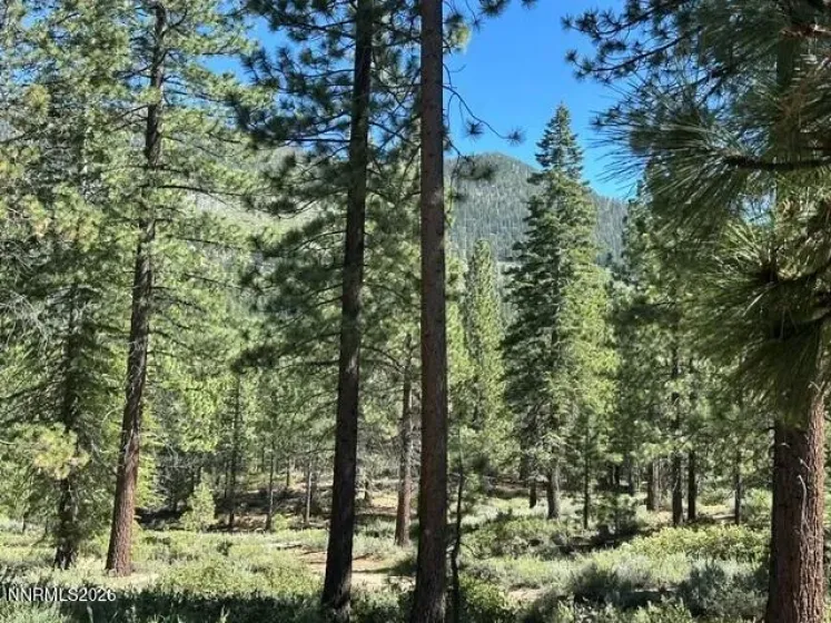 Forest Steps Away