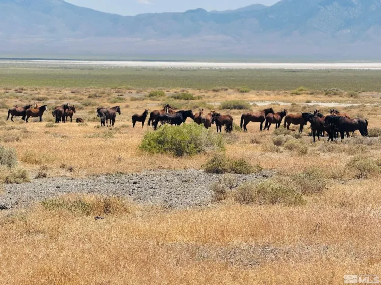 T32 Sec 25, Unionville, Nevada 89418, ,Land,Residential,Sec 25,0,220010152