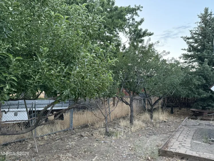 Fruit Trees