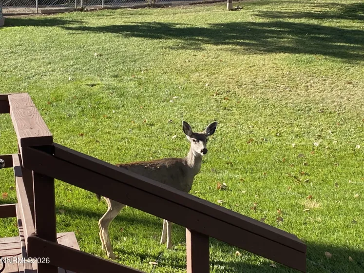 Deer Wandering Through Yard