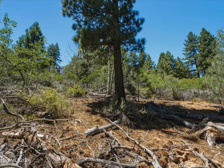 490 Nature's Edge, Gardnerville, Nevada 89460, ,Land,Residential,Nature's Edge,0,260008870