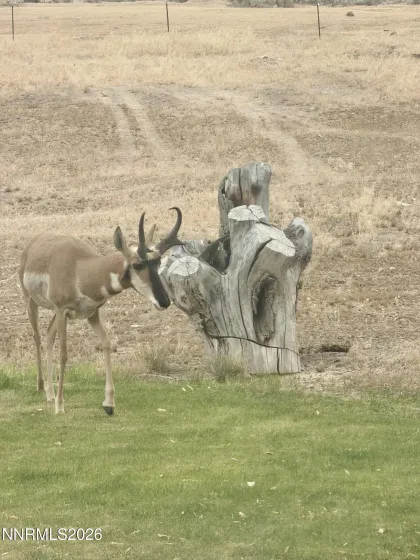 Wildlife
