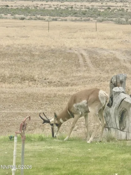 Wildlife