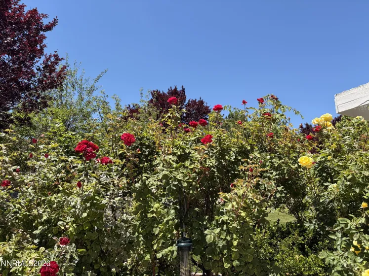 5930 Roxbury, Reno, Nevada 89523, 5 Bedrooms Bedrooms, ,4 BathroomsBathrooms,Residential,Residential,Roxbury,0,260010512