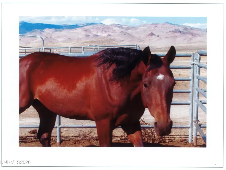 16500 Pyramid, Reno, Nevada 89510, 3 Bedrooms Bedrooms, ,2 BathroomsBathrooms,Farm & Ranch,Residential,Pyramid,0,260011292