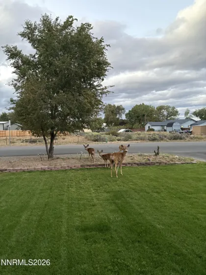 1469 Langley, Gardnerville, Nevada 89460, 3 Bedrooms Bedrooms, ,2 BathroomsBathrooms,Residential,Residential,Langley,0,260012802